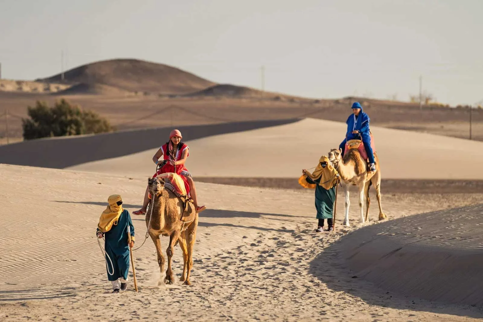 Dromedarius-Camellos-en-Ica-Dromedarios